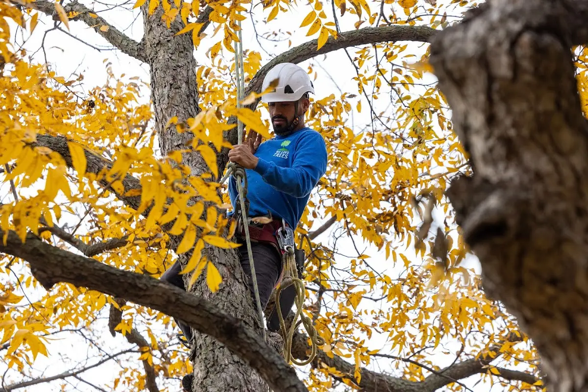 Skilled Tree Trimming crew working in Sparta